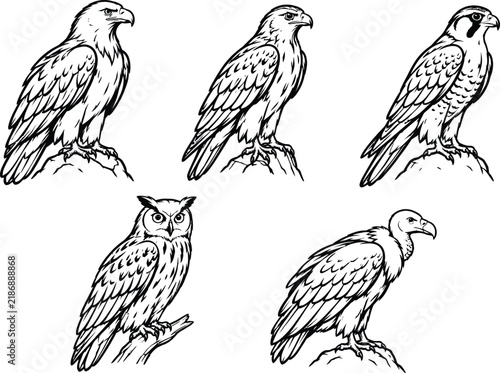 Collection of raptors in black and white vector illustrations perched on branches