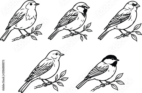 Collection of bird illustrations perched on branches black and white linework