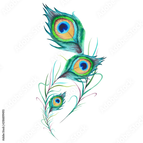 A composition of green peacock feathers on a white background. Hand?drawn watercolor illustration, a set of feathers. Festive background for Janmashtami. Chinese, Japanese, and Indian peacocks.