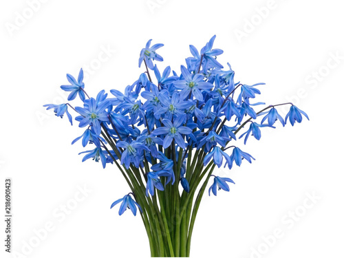 Vivid Blue Squill Flowers in a Dense Early Spring Garden Cluster.