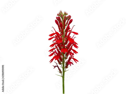 Vivid Red Cardinal Flower Spike with Tubular Petals and Long Stamens.