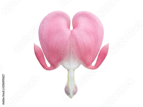 Soft Pink Bleeding Heart Flower with Delicate Heart-Shaped Pendant Petal Macro.