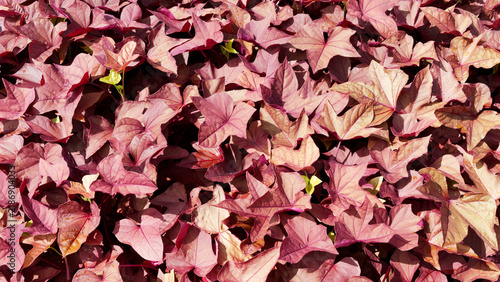 Foto Ipomoea batatas - Sweet potato vine,  groundcover plant with ornamental coppery foliage tinged with purple