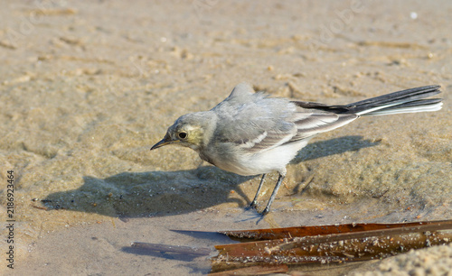 Foto White wagtail bird foraging on sandy riverbank