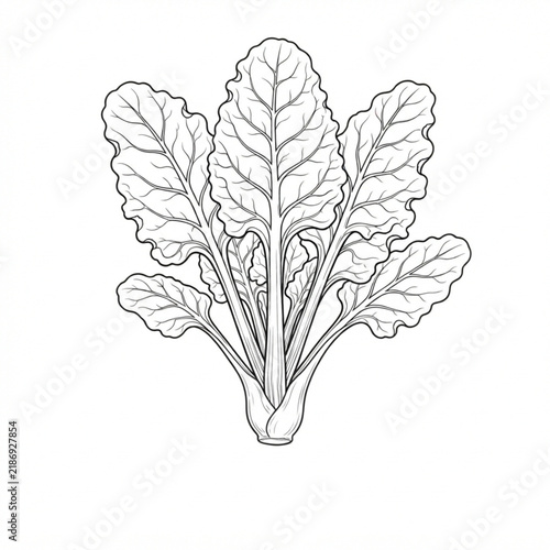 Chard vegetable line art isolated in white background