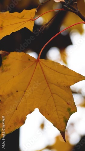 Single yellow maple leaf remaining on a tree during a cold, overcast autumn day. Melancholic autumn atmosphere, seasonal sadness, loneliness, gloomy weather, and the concept of autumn blues and