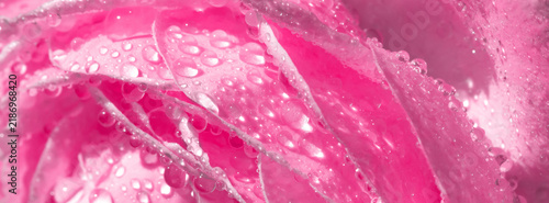 Macro close-up of a pink rose covered in dewdrops, highlighting delicate laye...