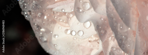 Delicate white rose petal close-up with water droplets and morning dew macro