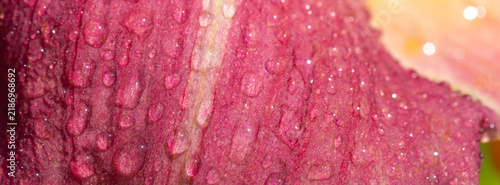 Fotografie A pink flower petal with water droplets and dewy texture in soft light
