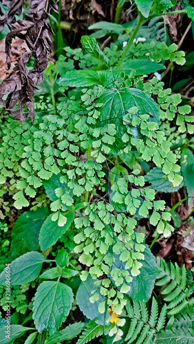 Close-up photo of a maidenhair fern growing wild in the forest.