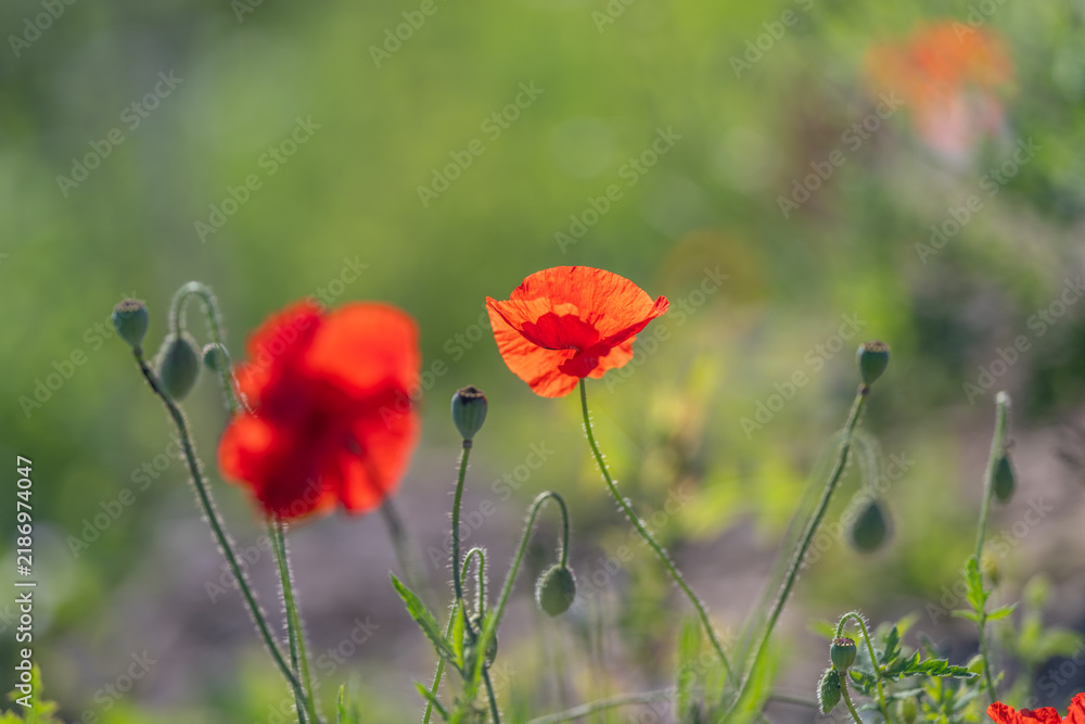 Obraz premium Vibrant poppies sway gracefully in the gentle breeze under the warm European sun bringing joy to the lush green landscape