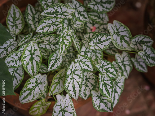 Konstfotografi Intricate white and green heart-shaped foliage of an Angel Wings plant (Caladium