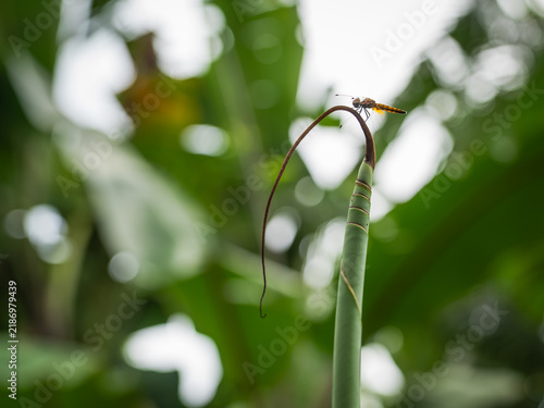 Foto Yellow-winged darter dragonfly (Sympetrum flaveolum) perched gracefully on a cur