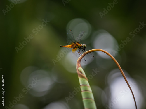 Foto Yellow-winged darter dragonfly (Sympetrum flaveolum) perched gracefully on a cur