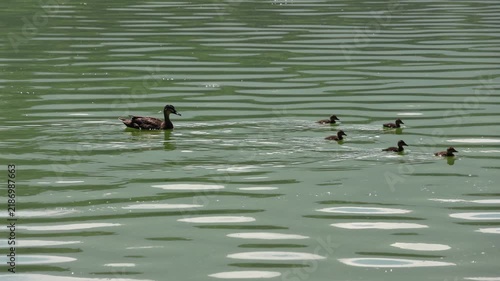 Mother duck leads her young across calm, green waters. Tiny ducklings follow closely, splashing gently behind. Sunlight glints softly on the rippling surface