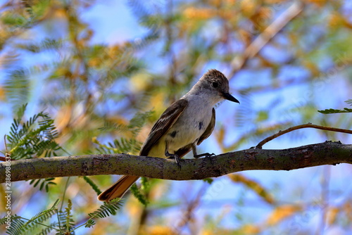 Ash throated Flycatcher (Myiarchus cinerascens) at White Sands National Park in New Mexico, USA