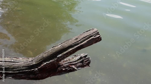 Old driftwood floats gently on calm green water. Ripples ripple softly, reflecting gentle sunlight. Natural, weathered texture suggests long exposure to elements. Image evokes quiet solitude, peace
