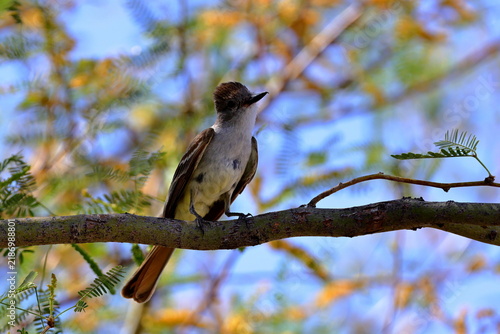 Ash throated Flycatcher (Myiarchus cinerascens) at White Sands National Park in New Mexico, USA