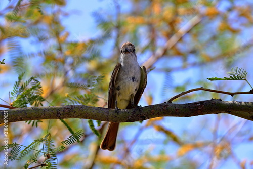 Ash throated Flycatcher (Myiarchus cinerascens) at White Sands National Park in New Mexico, USA