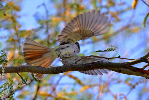 Ash throated Flycatcher (Myiarchus cinerascens) at White Sands National Park in New Mexico, USA