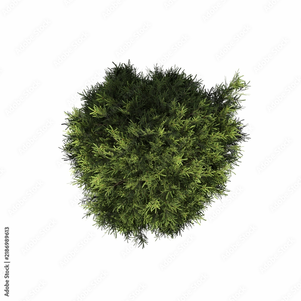 Obraz premium tree, isolated on white background, 3D illustration, cg render