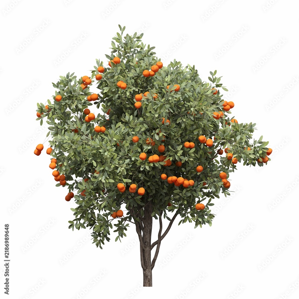 Obraz premium tree, isolated on white background, 3D illustration, cg render