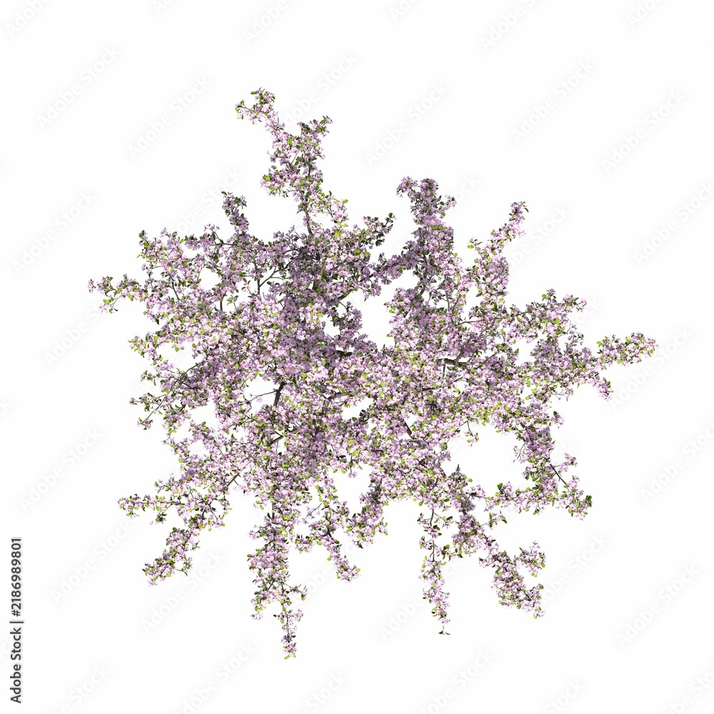 Obraz premium tree, isolated on white background, 3D illustration, cg render