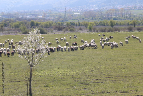 A flock of sheep graze on fresh grass in a field outside the city