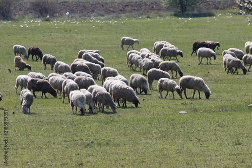 A flock of sheep graze on fresh grass in a field outside the city