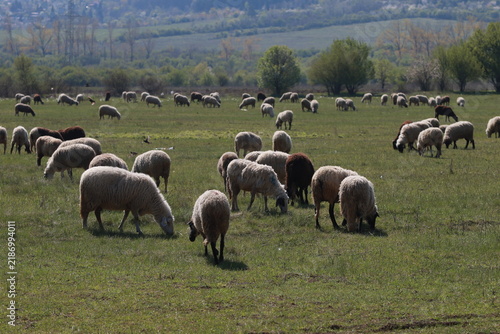A flock of sheep graze on fresh grass in a field outside the city