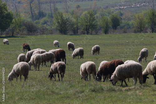 A flock of sheep graze on fresh grass in a field outside the city