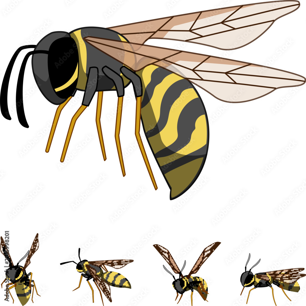 Obraz premium Striped yellow and black wasp illustration capturing the flying insect with translucent wings, presenting various detailed angles for insect and nature graphic design projects