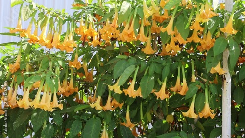 Vibrant yellow trumpet flowers hang from lush green foliage. Bush fills the frame with abundant, bell-shaped blossoms. Sunny light highlights the rich color and delicate petals