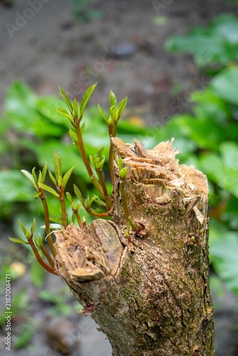 Fotografie Young green leaf sprouts growing from cut tree stump for ecological regeneration