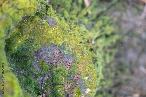 Vibrant green moss texture with dark porous sections on a natural rock surface