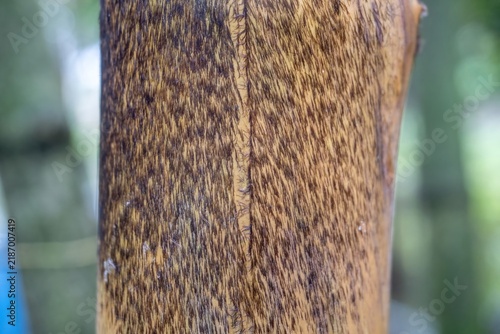 Close up of bamboo stalk featuring textured skin and fine hairs outdoors