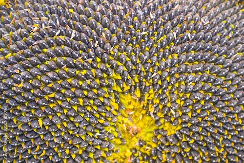 Konstfotografi closeup ripen sunflower with seed