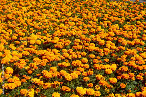 A meadow of many yellow flowers