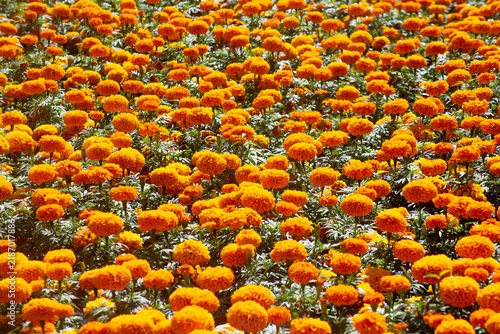 A meadow of many yellow flowers