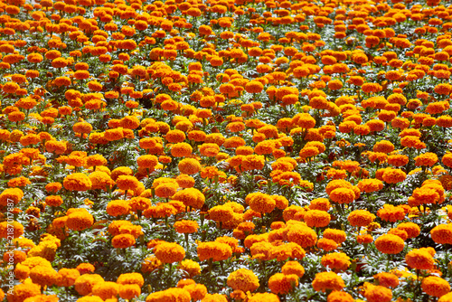A meadow of many yellow flowers