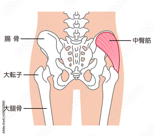 Plakat 中臀筋 骨盤周辺の骨 股関節