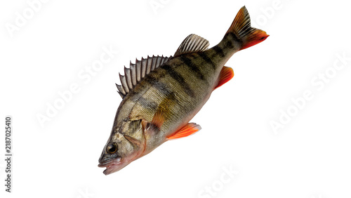 Quadro su tela Fresh raw perch fish freshwater predator rich in protein isolated on transparent
