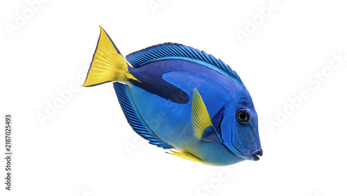 Fotografía Vibrant blue tang fish popular saltwater aquarium pet isolated on transparent ba