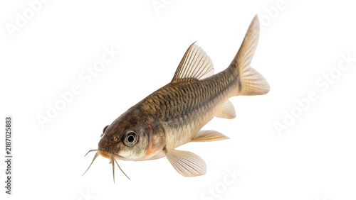 Single fresh raw gudgeon fish river sand dweller isolated on transparent background