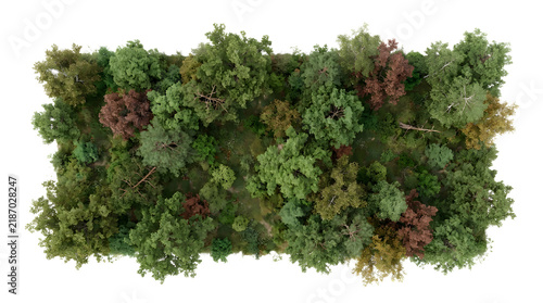 Overhead view of a detailed miniature forest diorama with various green and autumn-colored trees and dense foliage, isolated on white.