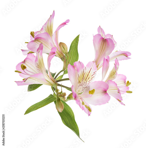 Fresh Pink Alstroemeria blossoms arranged, viewed from an angled perspective with open flowers, developing buds and elongated green leaves, isolated on transparent background with clipping path.