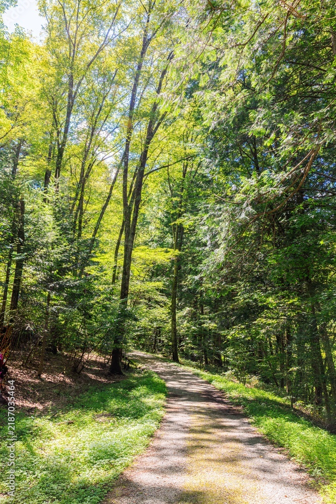 Obraz premium Sunbeams filtering through lush green forest trees onto a path