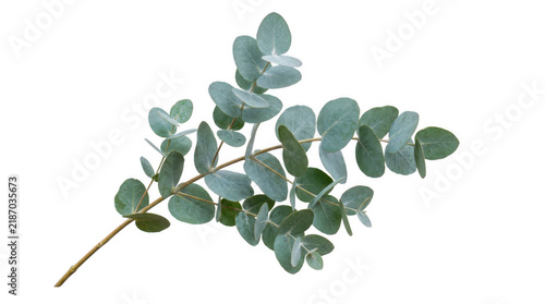 Cuadro en lienzo Fresh green eucalyptus branch with round leaves for floral design isolated on tr