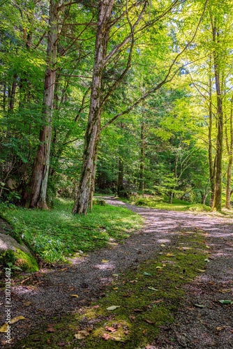 Sunbeams filtering through lush green forest trees onto a path
