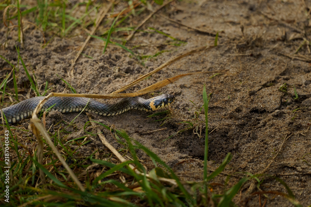 Obraz premium European grass snake (Natrix natrix) crawling across sandy ground among grass and dry vegetation. Close-up wildlife photograph of a wild snake in its natural habitat.
